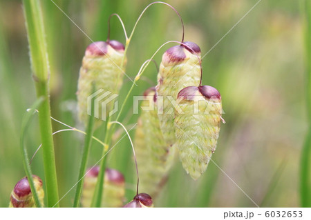 コバンソウの花 コバンソウの花 6032653