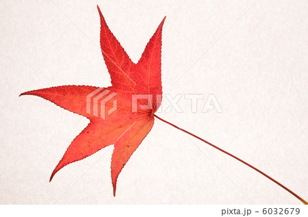 紅葉 6032679
