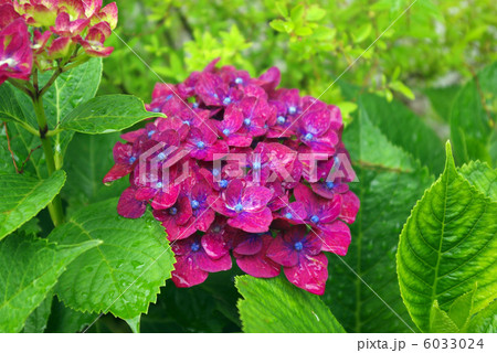 アジサイ 6033024