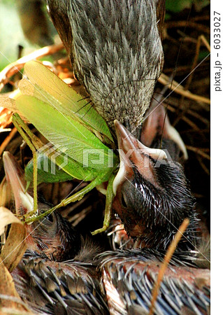 ひなに給餌するひよどり 6033027