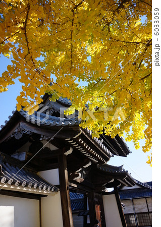 イチョウの木 6033059