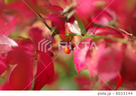 ニシキギ 6033144