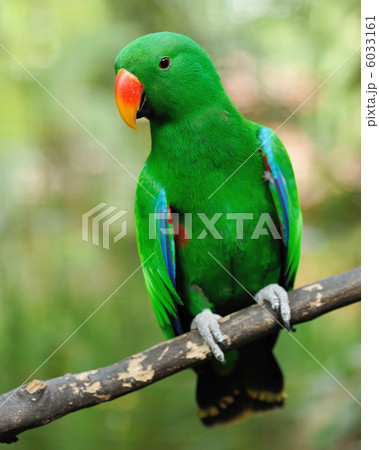 Parrot bird Parrot bird 6033161