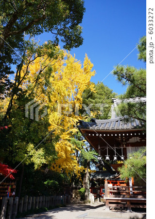 イチョウのある風景 6033272