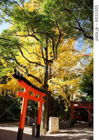赤い鳥居とイチョウの木 6033305