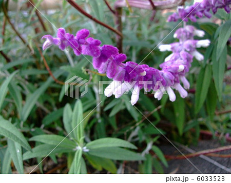 アメジストセージ　花　植物 6033523