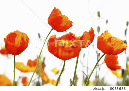 ひなげしの花 6033688