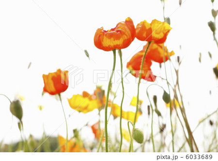 ひなげしの花 6033689