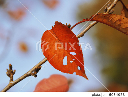 ユニークな枯葉の顔 6034028