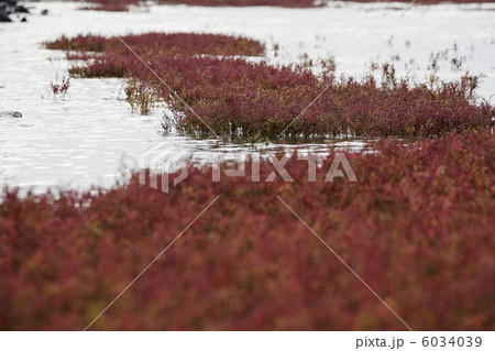 シチメンソウ 6034039