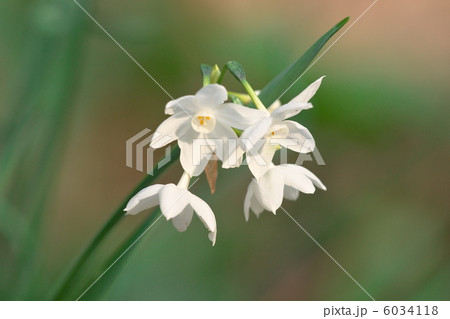 水仙 水仙 6034118