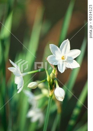 水仙 6034125