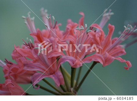 1 ネリネ花 1 ネリネ花 6034185