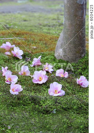 浄智寺の落ちツバキ 浄智寺の落ちツバキ 6034225