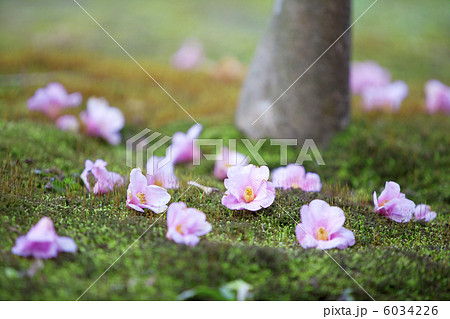 浄智寺の落ちツバキ 浄智寺の落ちツバキ 6034226