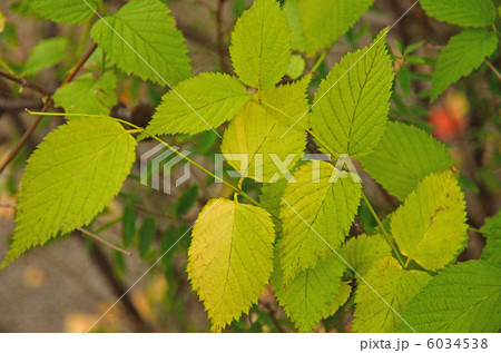 樹木・シロヤマブキ バラ科 樹木・シロヤマブキ バラ科 6034538