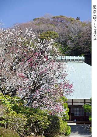 浄妙寺のウメ 6034899