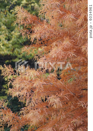 ラクウシヨウ　紅葉 6034961