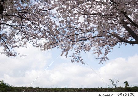 桜の木と空 桜の木と空 6035200