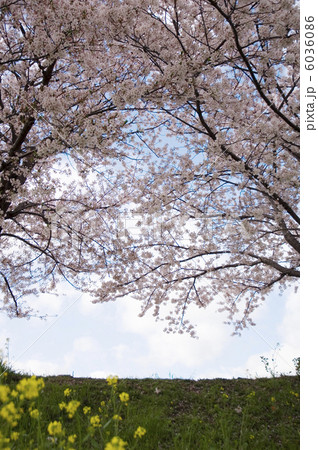桜と菜の花が咲いている土手 桜と菜の花が咲いている土手 6036086