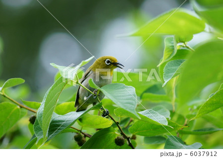 目白　色好き始めた楮(こうぞ)を狙っています。 6037912