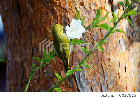 目白　花桃に夢中です。 6037915