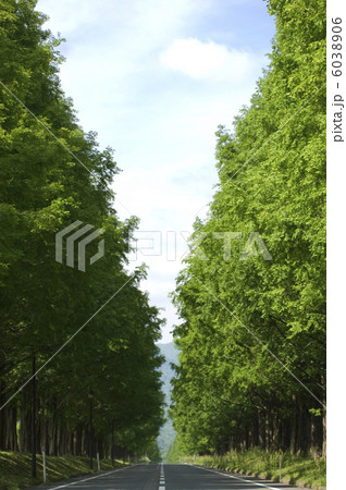 並木道 6038906
