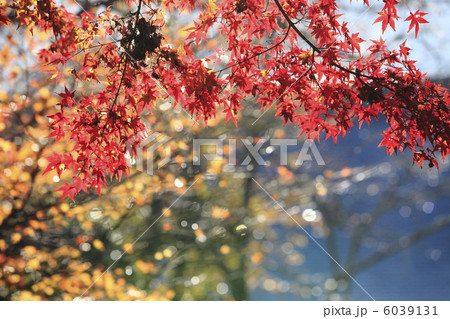紅葉 6039131