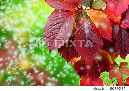 autumn leaves and snowflakes 6039212