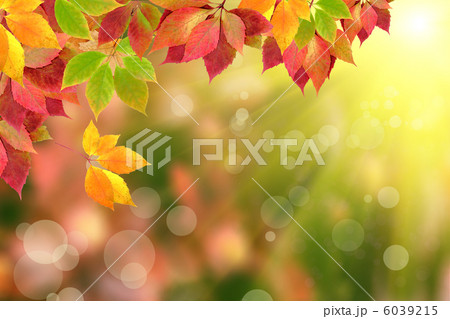 autumn leaves 6039215