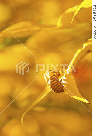 紅葉のカエデと蟬の抜け殻 6039412