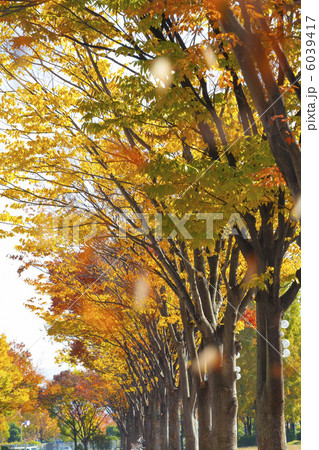 紅葉のケヤキ 6039417