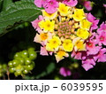 ランタナ 6039595