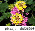 ランタナ 6039596