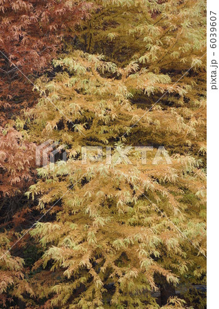 ４　ラクウシヨウ　紅葉 6039607