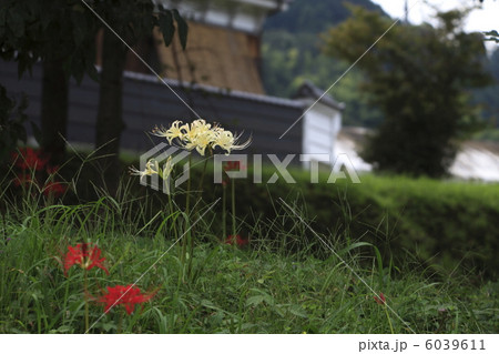 明日香 彼岸花 明日香 彼岸花 6039611