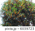 金木犀（キンモクセイ） 6039723