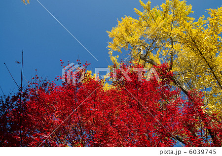 銀杏の黄葉をバックにカエデの紅葉 銀杏の黄葉をバックにカエデの紅葉 6039745