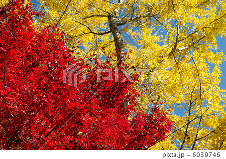 銀杏の黄葉をバックにカエデの紅葉 6039746