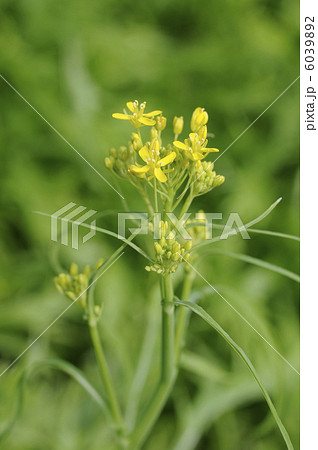ミズ菜の花 6039892