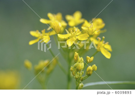 ミズ菜の花 6039893
