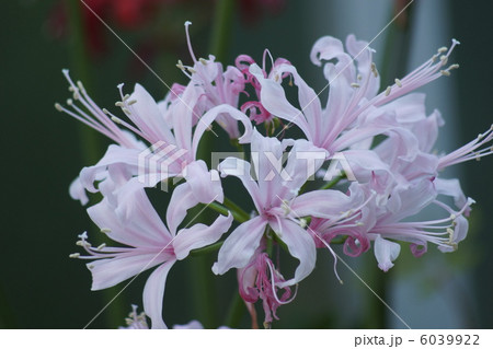 ネリネ 花 ネリネ 花 6039922