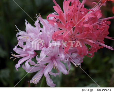 ネリネ　赤色　白色　花 6039923