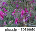 ハギ（萩） 6039960