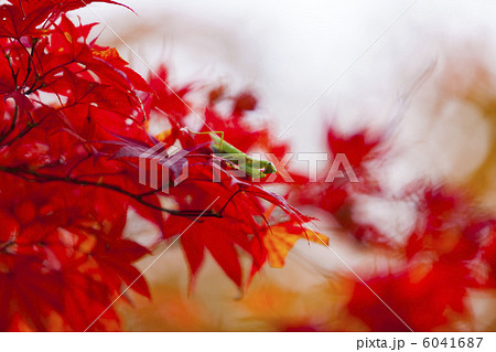 紅葉とカマキリ 紅葉とカマキリ 6041687