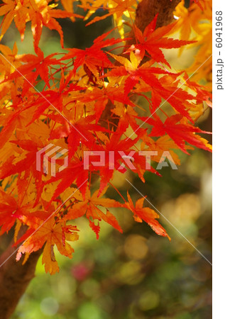 紅葉 6041968