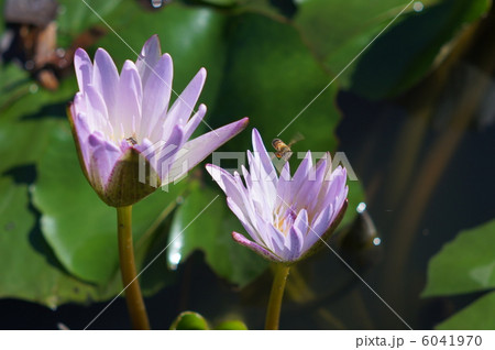 スイレンとハチ 6041970