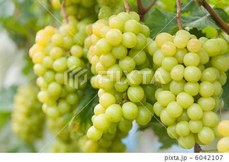 畑で実ったシャインマスカット 6042107