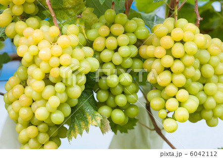 畑で実ったシャインマスカット 6042112