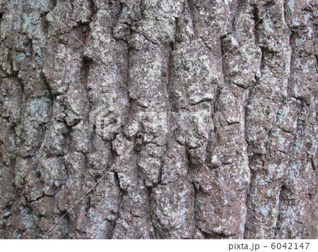 くぬぎの木の写真素材 [6042147] - PIXTA